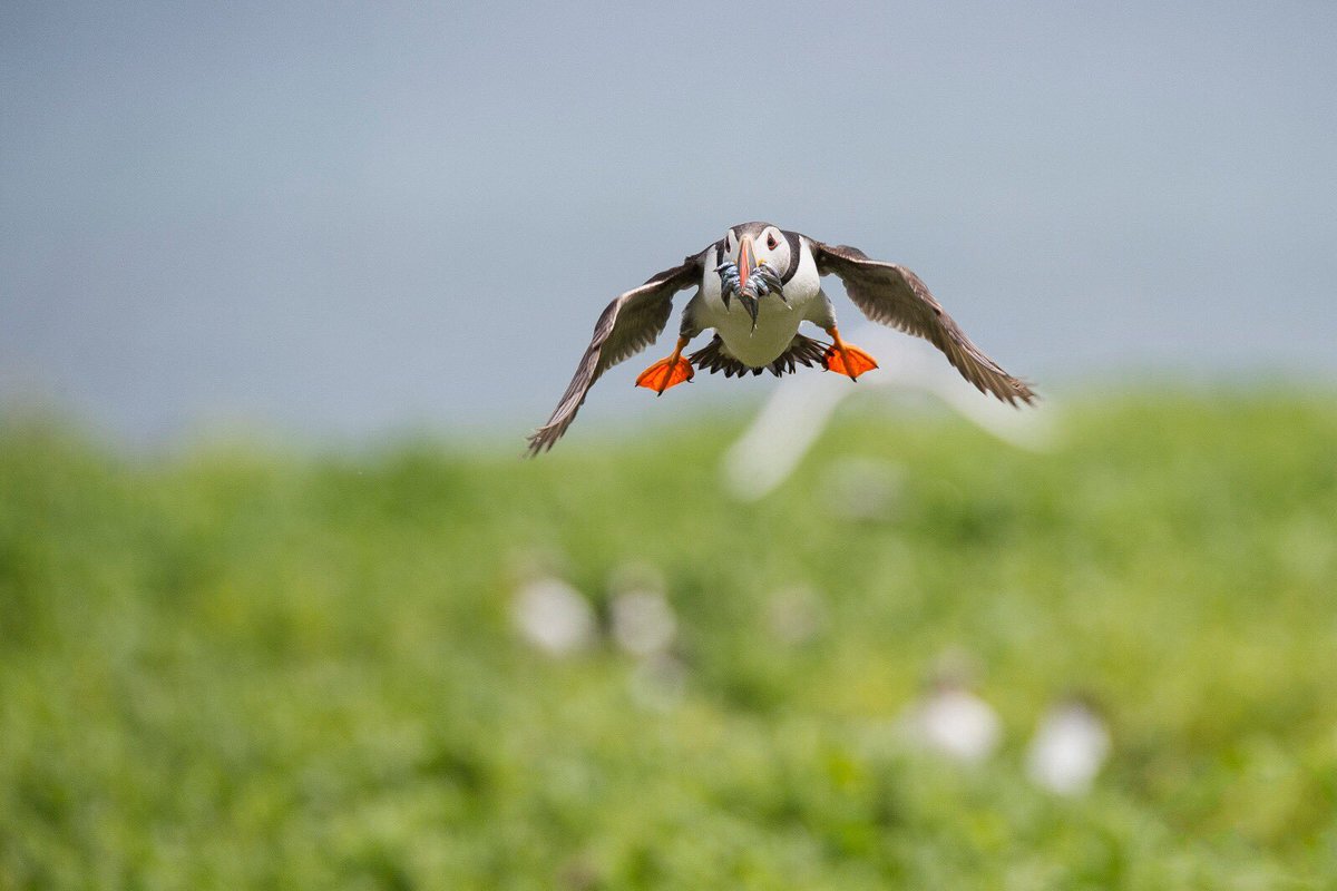 GraemeBoath1's tweet photo. Puffin with sand eels. Photo featured in 2018 calendar. #puffin #2018 #calendar #photography https://t.co/qD7bRut4DR