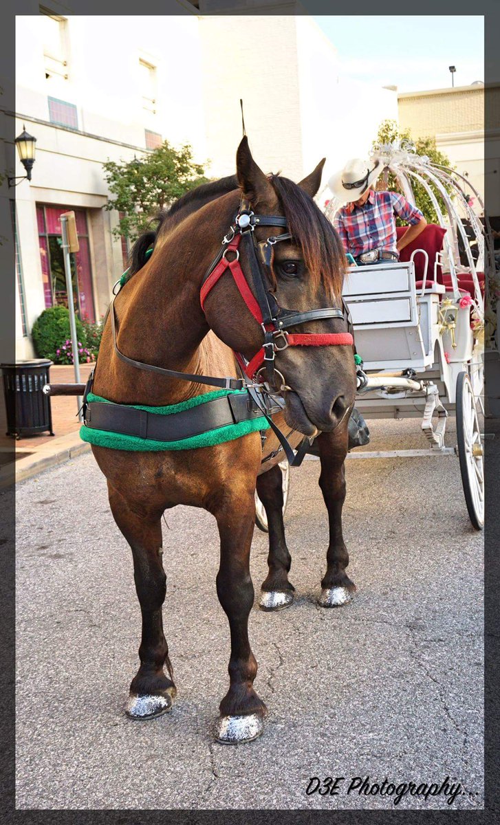 VantourCorp's tweet photo. Look at the pretty horse. Who's up for a ride? Travel KC with US &amp; explore all cool places &amp; fun events in the City #BornToBeWild #KCTravel https://t.co/07RXgvoxm7