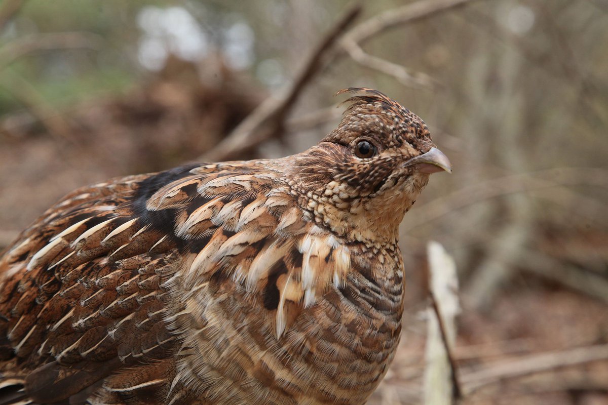 DeerHuntingJour's tweet photo. OutdoorNews: Fewer #sharptails and #Huns, more ruffed #grouse expected in North Dakota hunts. ndgov โฆ https://t.co/b9n3s1u03a