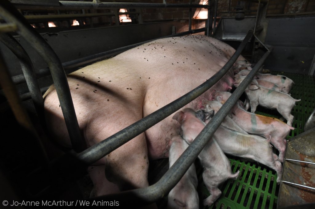 peta's tweet photo. This is no way for a mother &amp; her babies to live 💔 #ReasonsToGoVegan https://t.co/Y7h83lCF5k