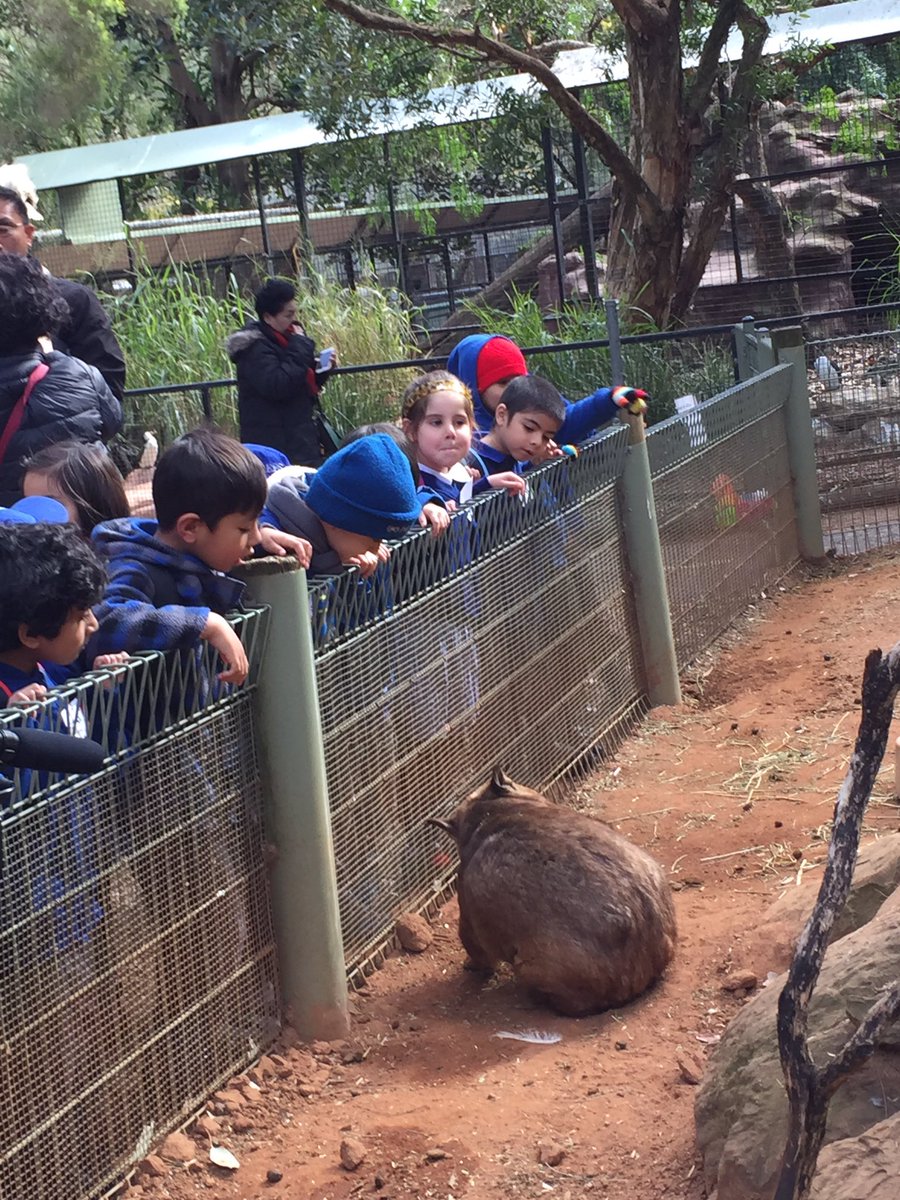 merrylandseast's tweet photo. Kindergarten meeting some Australian animals #Kindergartenexcursion https://t.co/1YjH1qJCJk