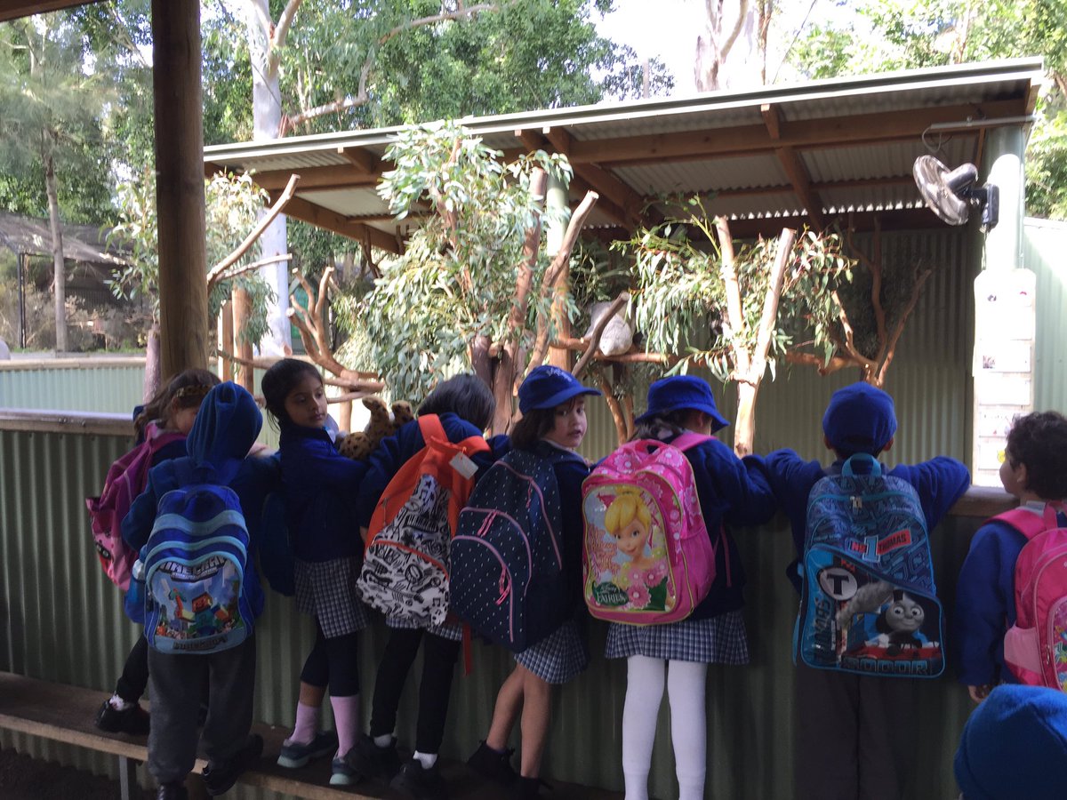 merrylandseast's tweet photo. Kindergarten meeting some Australian animals #Kindergartenexcursion https://t.co/1YjH1qJCJk
