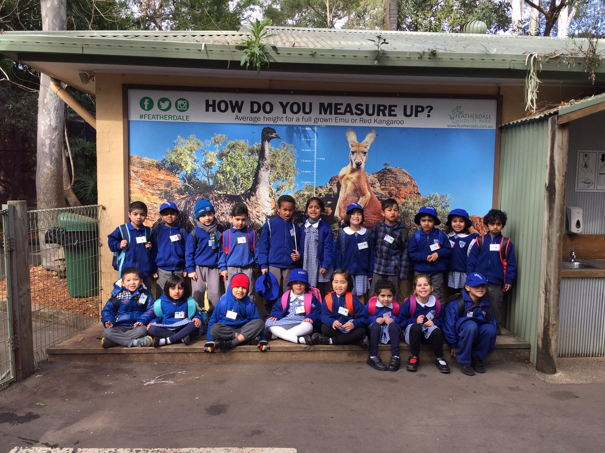 merrylandseast's tweet photo. Kindergarten meeting some Australian animals #Kindergartenexcursion https://t.co/1YjH1qJCJk
