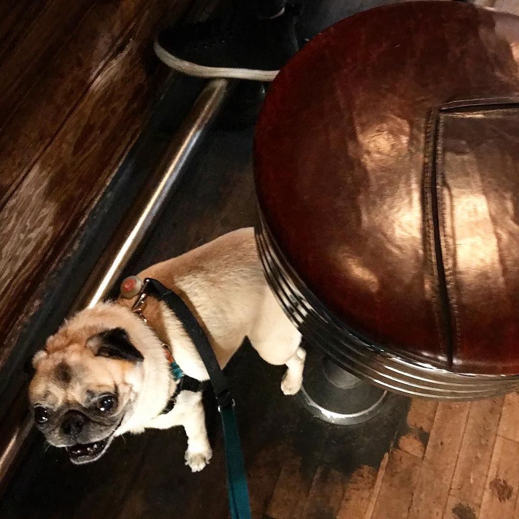 buddhathepug_'s tweet photo. "Ummmm....Im too little to get on my barstool by myself. Can you please help me?" -Buddha #dogsofballard #dogsofki… https://t.co/5LlnyvnAAP https://t.co/zxqZ20MU01