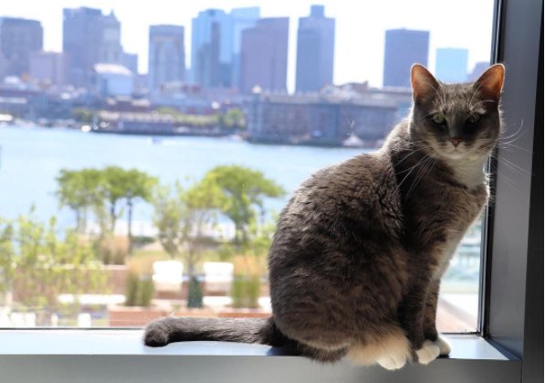 #CatsOfTheEddyUnite #PetsOfTheEddy #EddyLiving #Greystar #LoveWhereYouLive #Views #LuxuryLiving #Easite #Community #WaterViews