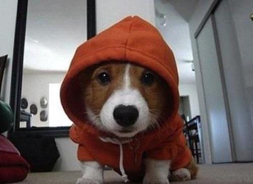 UGAPreVetClub's tweet photo. Does anyone have a pet they want to share? Email a few pictures and a short bio to prevethist@gmail.com to be featured in our newsletter! https://t.co/QudrKUauKq