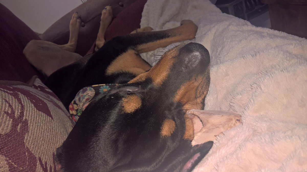 RoccoRottweiler's tweet photo. So #comfy #bones make good #pillows #honest
#howisthatcomfy
#dogsoftwitter #dogsofinstagram #Rottweiler https://t.co/y1DEmY9mA4