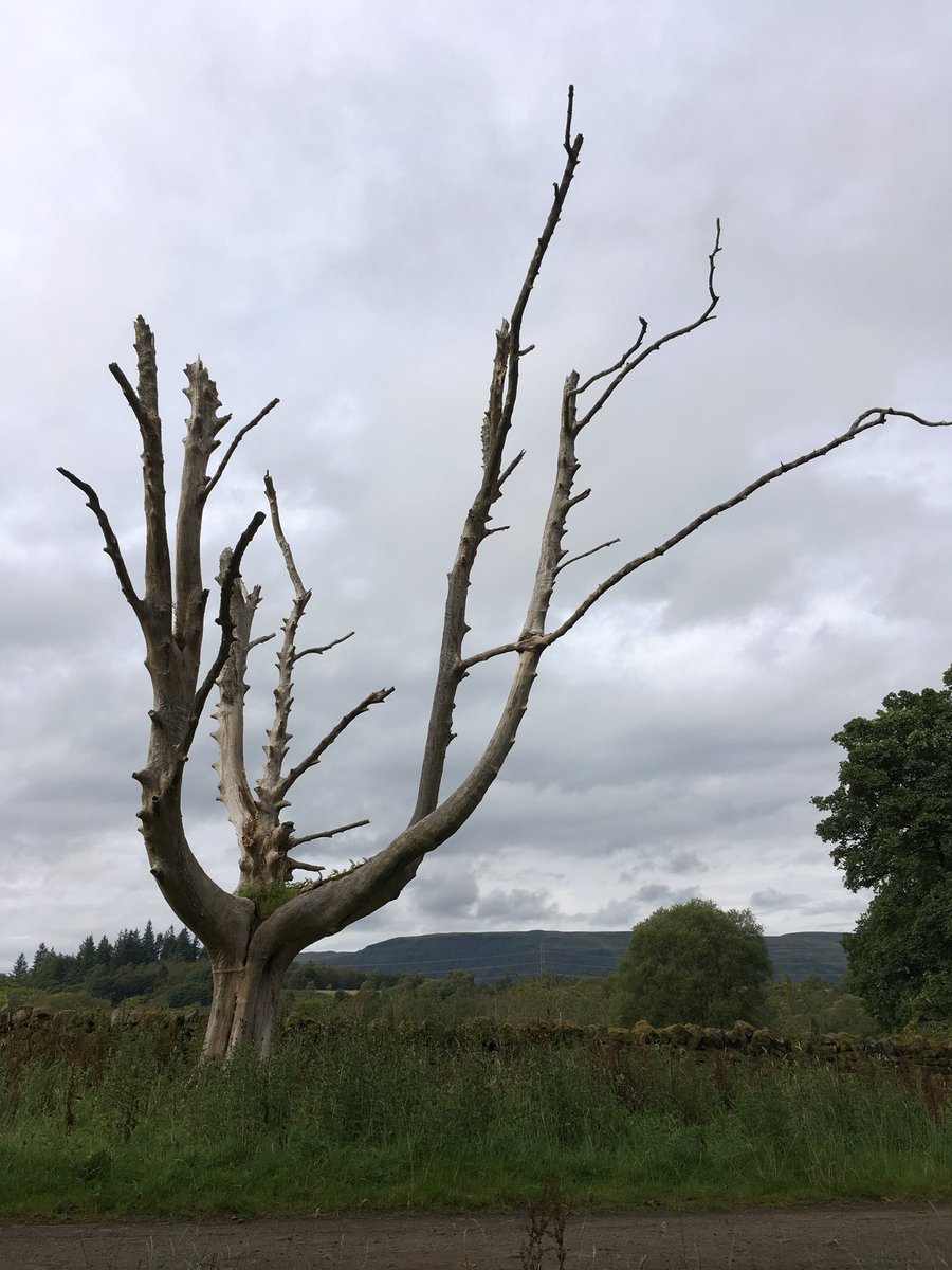 Lindyexplores's tweet image. I like this tree!!! 🙂 #cooltree #mugdockcountrypark