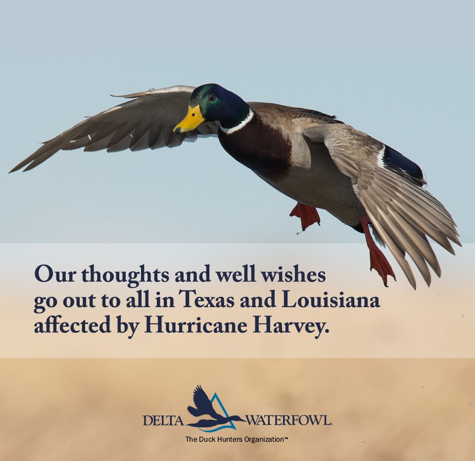 Delta Waterfowl tweet media