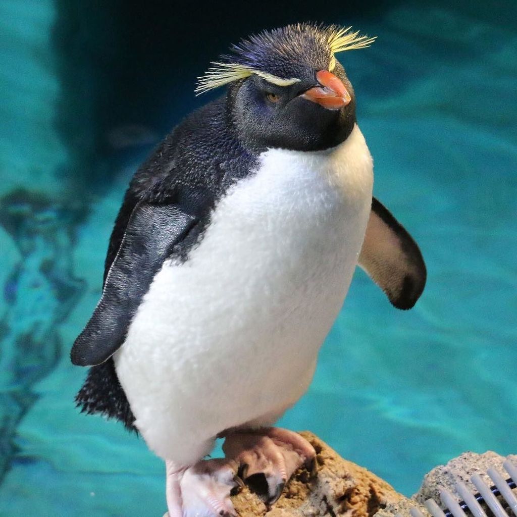 NEAQ's tweet photo. Penguin bones are solid and heavy, which helps them dive underwater. Their wings are also smaller compared to bird… https://t.co/GesovVpOBv https://t.co/nlkx4KUdX9