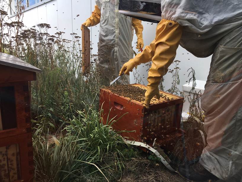 harvard_sustain's tweet photo. .@HarvardHBS's #HBeeS hives are doing great! We can't wait to taste the honey harvested from this summer. https://t.co/xOGaSpCk7j