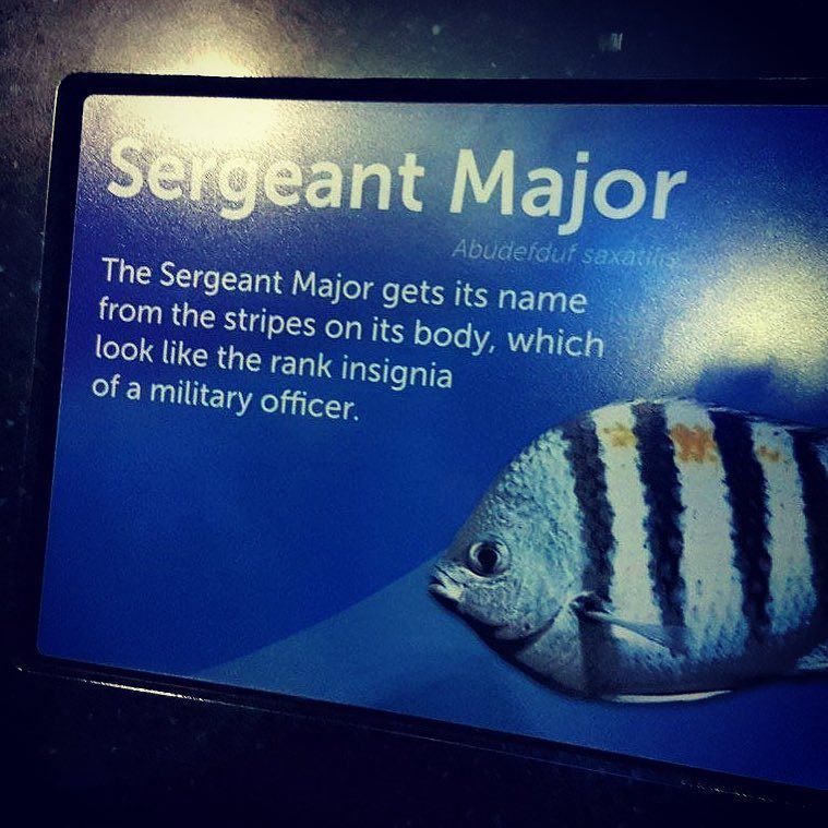 Known for frequently mating with Puffers.  #inkfidel #sergeantmajorfish #sergeantmajor #military #armylife #usmcli… ift.tt/2xHGYE1