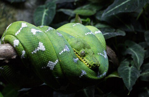 NaginiOff's tweet photo. 🐍🐍🐍🐍 https://t.co/XxmcKXkkTJ