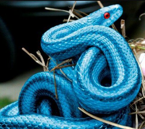 NaginiOff's tweet photo. 🐍🐍🐍🐍 https://t.co/XxmcKXkkTJ