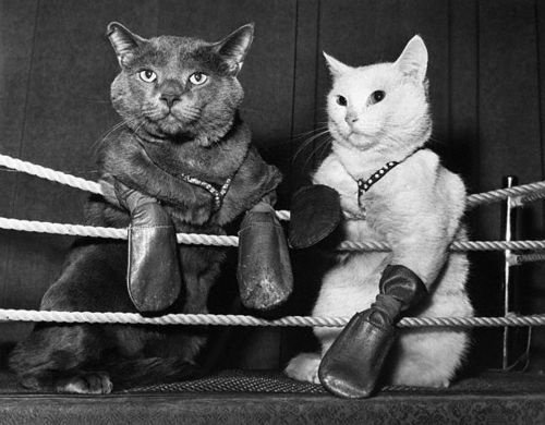 ppccat's tweet photo. Don't try to fight online marketing. Just go all in. #PPCCat #catsknowbest via @marketingland #admarketing https://t.co/zmUsu2mvLK https://t.co/OTCBZW1q5V
