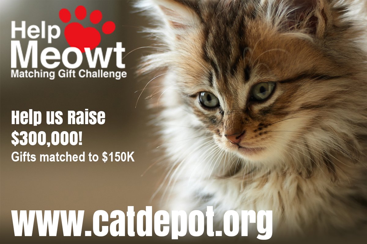CatDepot's tweet photo. Would you like to help us raise $300,000 for the kitties? Read more on https://t.co/VAc8eassCt
#HelpMeowt #HairBall #CoughItUp #HopeForCats https://t.co/JhSKuIHCMk
