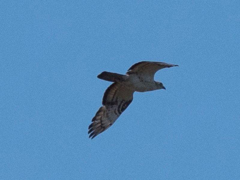 Today 273 raptors counted at the Strait of Messina take a look to our count trektellen.nl/count/view/159… #raptors #birdmigration