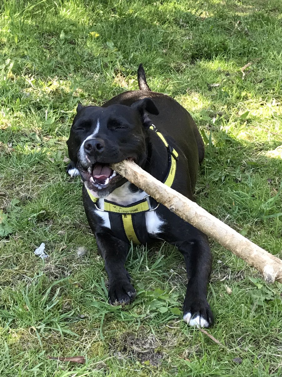 MsRachelTrans20's tweet photo. My Staffy Honey is calling on all other owners to unite and inform the public that they lovely softies post the hashtag! #SofterThanYouThink https://t.co/Mq2JEkmMiP