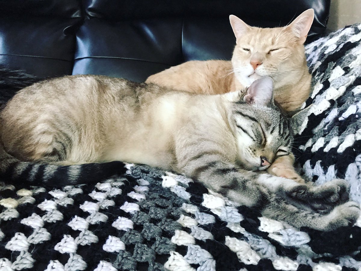 NYsparklergirl's tweet photo. They look so comfy. #TimothyRobbins #SørenTheJerk https://t.co/xAx1MkFndh