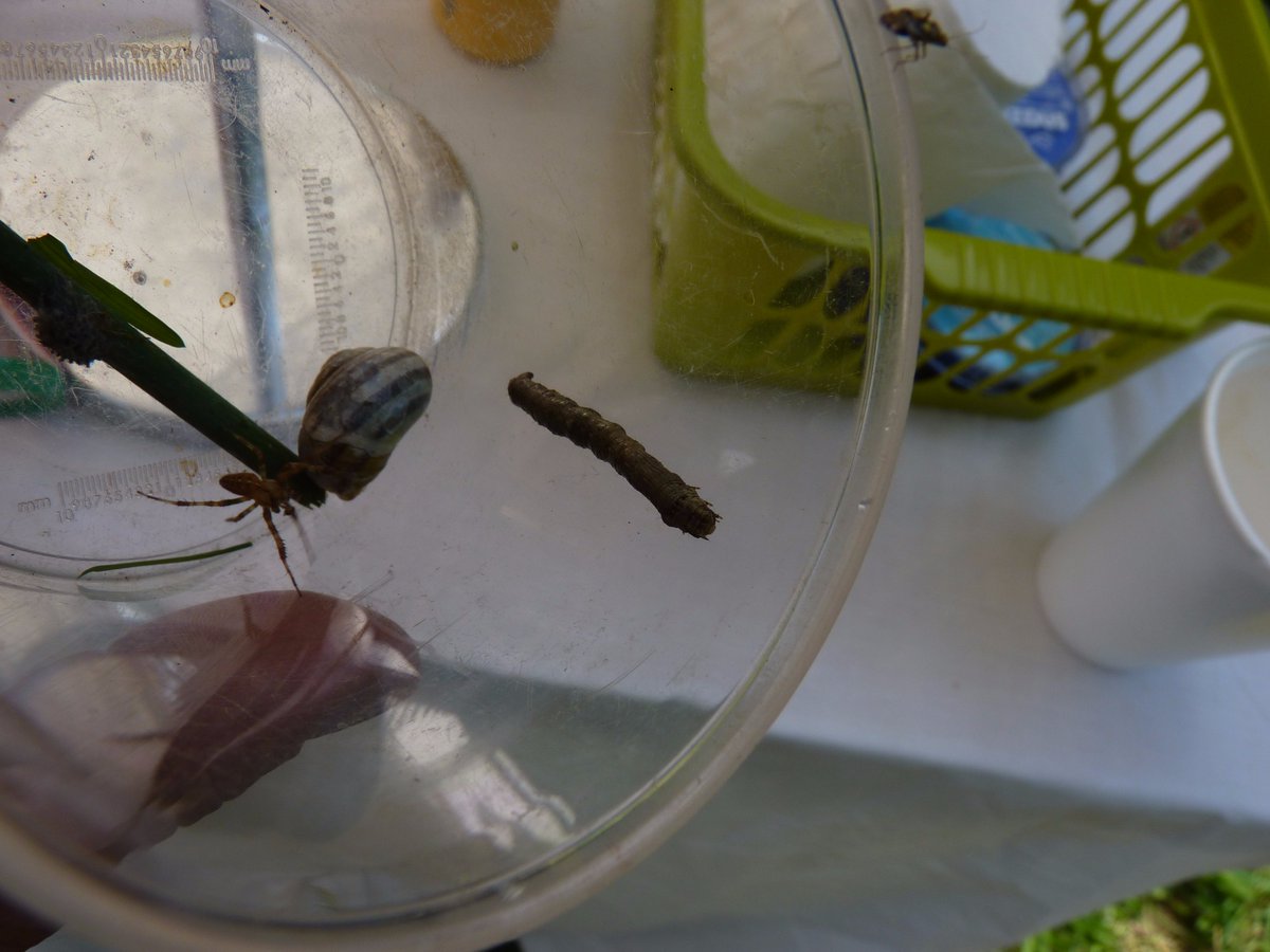 What a glorious day for our family fun day at <a href="/SomersetWT/">Somerset Wildlife Trust</a> #WesthayMoor.  We met some really lovely people &amp; had great fun. <a href="/SWTstephw/">Steph SWT</a>