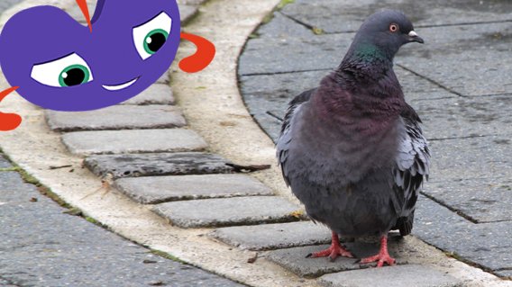 PLUM LANDING tweet media