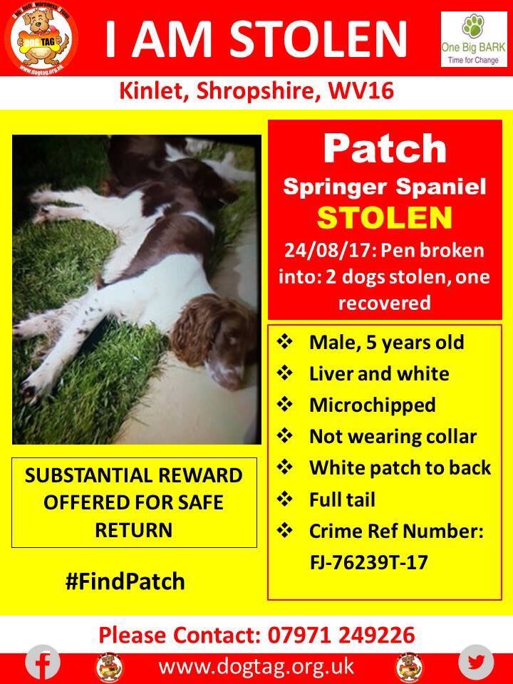 rosiedoc666's tweet photo. #STOLEN PATCH beautiful #Springerspaniel pen broken into 2 DOGS GONE 5yr male liver&wh wh patch on back/full tail #Kinlet #Shropshire #WV16 https://t.co/i8nREfh4ud