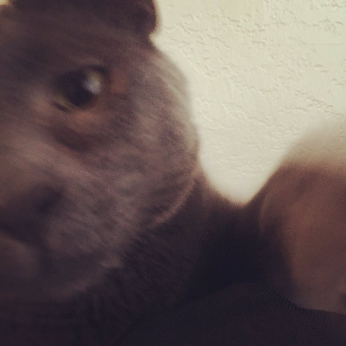 SneezyMonster's tweet photo. No pictures of me being naughty. 😼 #ChompLife #ChompChomp #MeowLife https://t.co/vYyV5wTplI