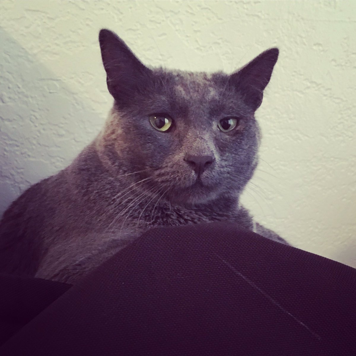 SneezyMonster's tweet photo. I'm not supposed to be on the table. 😼 #MeowLife https://t.co/GiDEMh4hxj