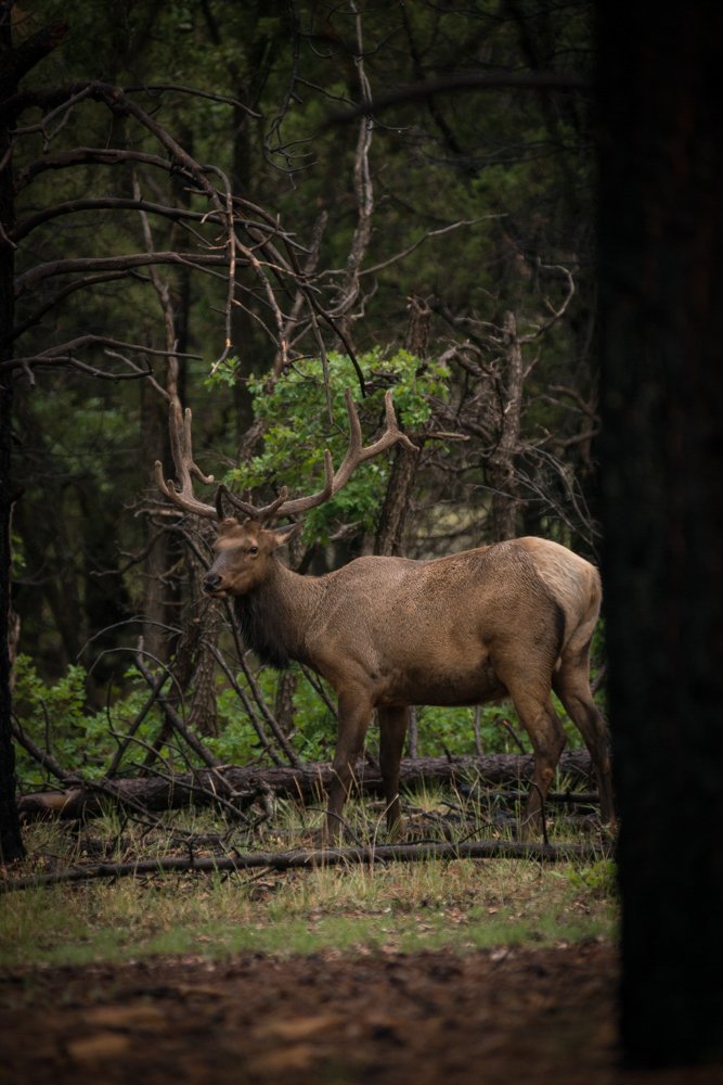 RMEF's tweet photo. It won't be long until velvet is shed and bulls are bugling! #SeptemberCalls #elkhunting #velvetbulls https://t.co/pI2sbWpKRc