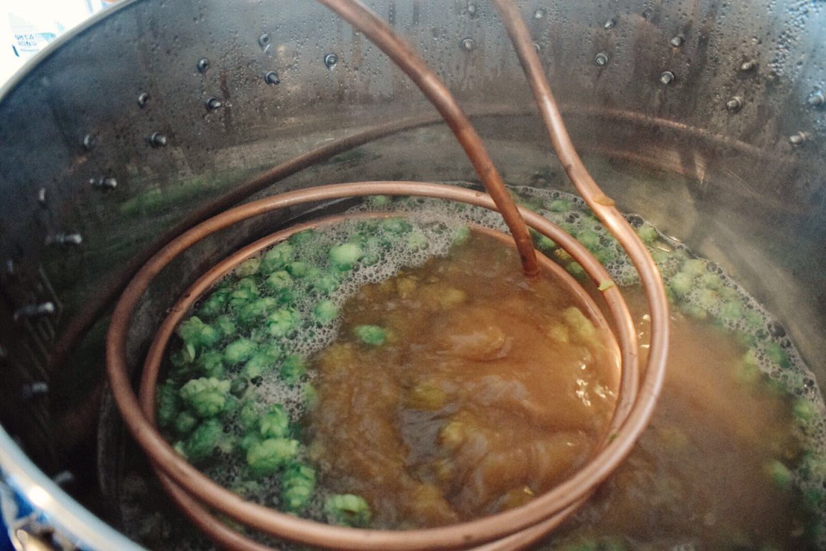 Harvest and brew day! 600g of Bramling Cross picked and added to the boil for our first wet hop beer.