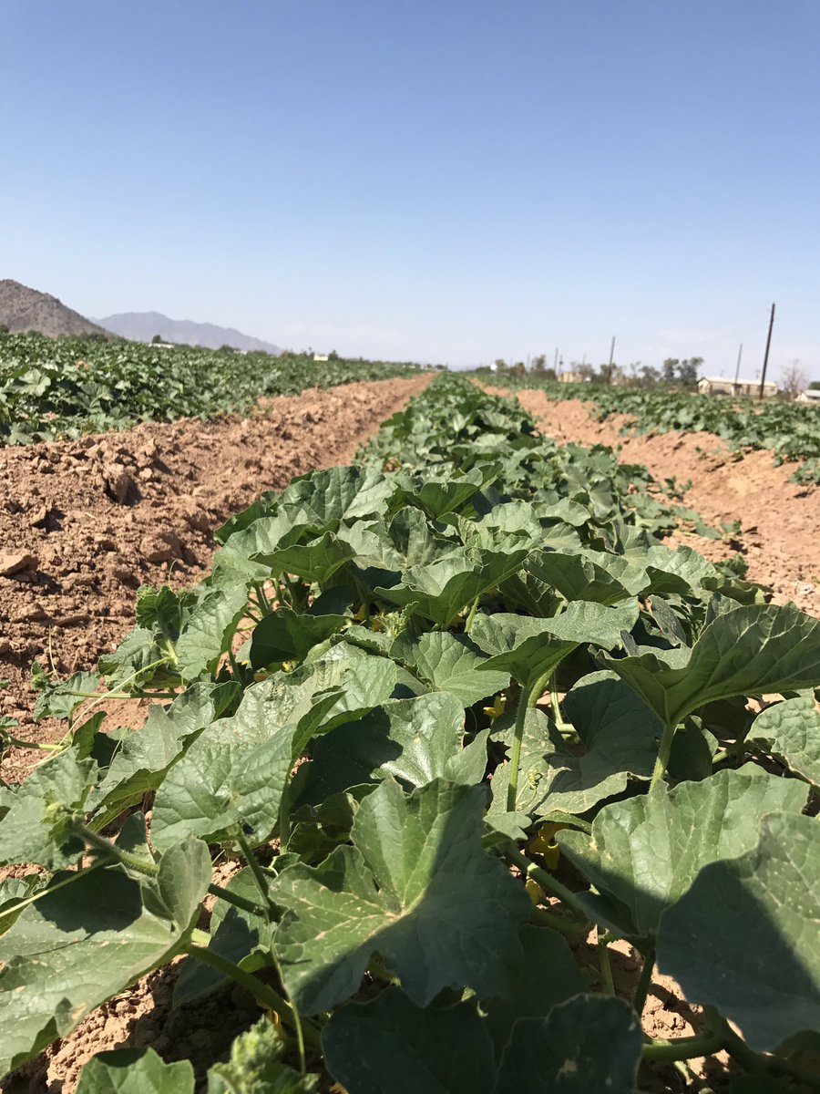 SantaRosaProduc's tweet photo. Only another month until sweet #santarosaproduce cantaloupes arrive nationwide in your store https://t.co/iGFOaTBVfN
