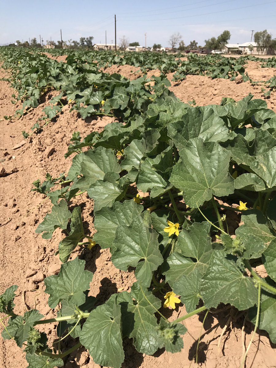 SantaRosaProduc's tweet photo. Only another month until sweet #santarosaproduce cantaloupes arrive nationwide in your store https://t.co/iGFOaTBVfN