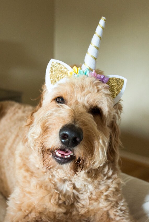 NelsonTheDoodle's tweet photo. Always be yourself, unless you can be a unicornโฆ Then you should be a unicorn ๐ฆ๐๐๐
-
๐ท #DallasPaws https://t.co/iP8boeoKhD