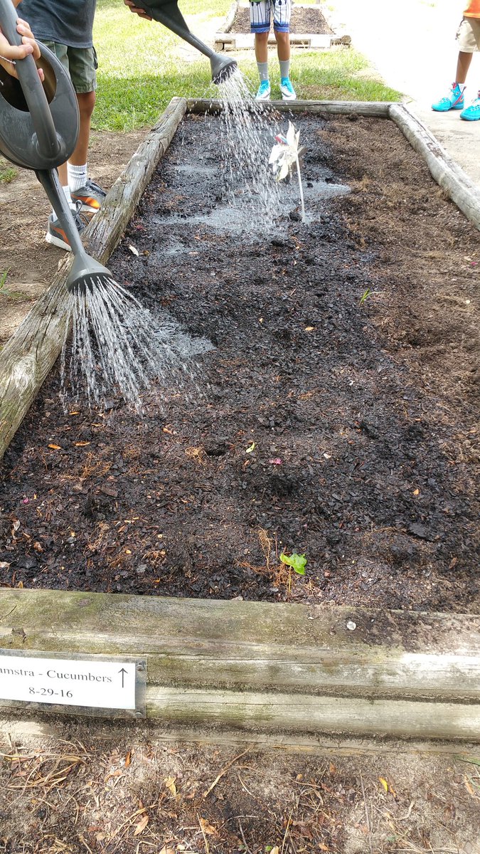 KyleHamstra's tweet photo. That's 1" deep, 4" apart! @DrPowellReads class plants "purple green beans" in #ddegardens on #firstdayofschool! #sci5L22 #math5MD1 #ddestem https://t.co/OSXWcDVseq