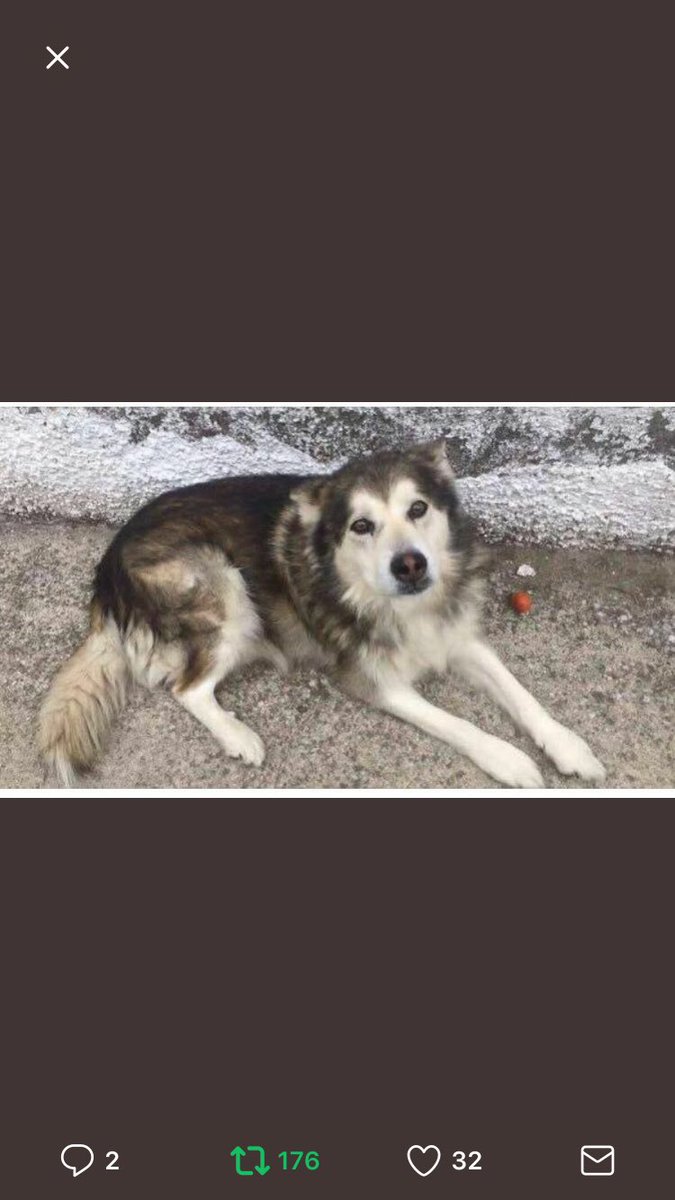 noesviernes's tweet photo. Gente de #madrid perro majisimo que necesita adopcion urgente!!! @Metodologic https://t.co/LRqUVdgzka