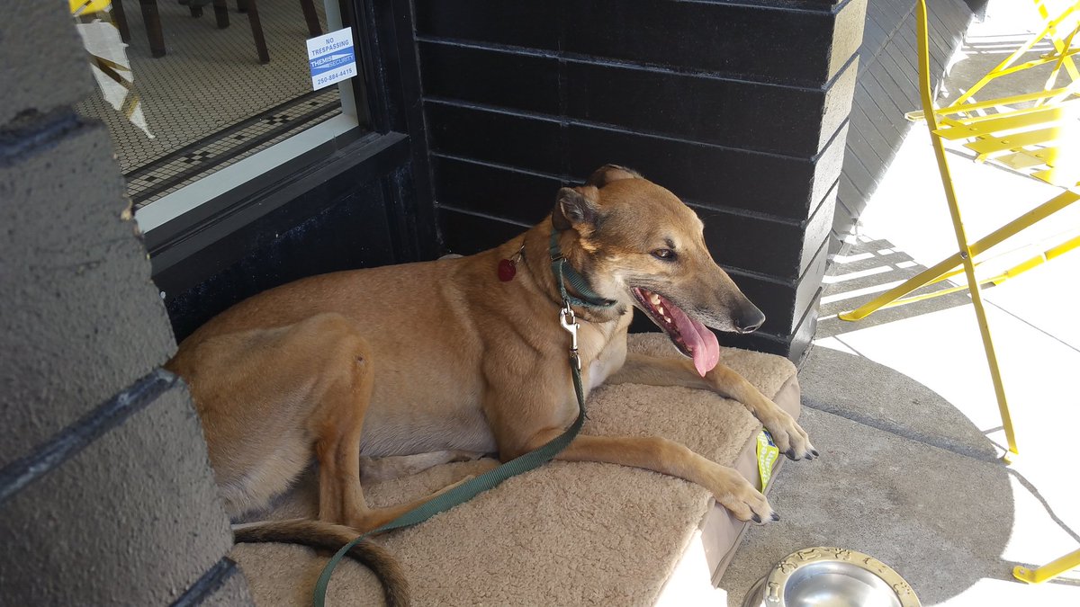 bbryantscott's tweet photo. Hanging out at Discovery Coffee @DiscoveryCoffee #yyj #DogsOfYYJ https://t.co/eztnDM50a9