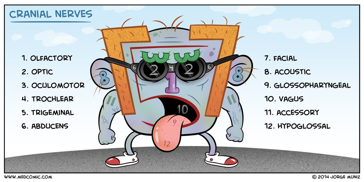 Clinical_Queen's tweet photo. #Nursing #CranialNerves #Nurse #NursingStudent #NursingSchool #Clinical_Queen #RN #Medicine https://t.co/GxsM6znGUf