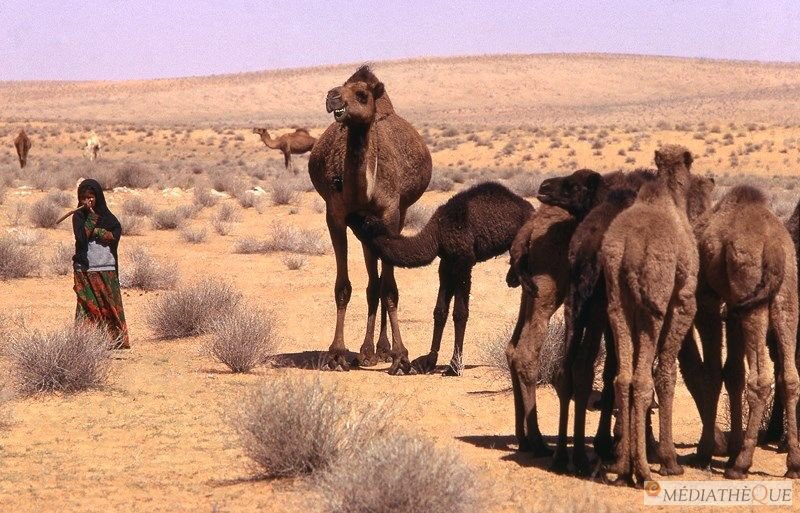 zmanjamel's tweet photo. الزلفي ، نفود الثويرات سنة ١٣٩٤هـ ، ١٩٧٤م
#الزلفي
#صور_قديمة_لزمن_جميل https://t.co/dvbP95qALo