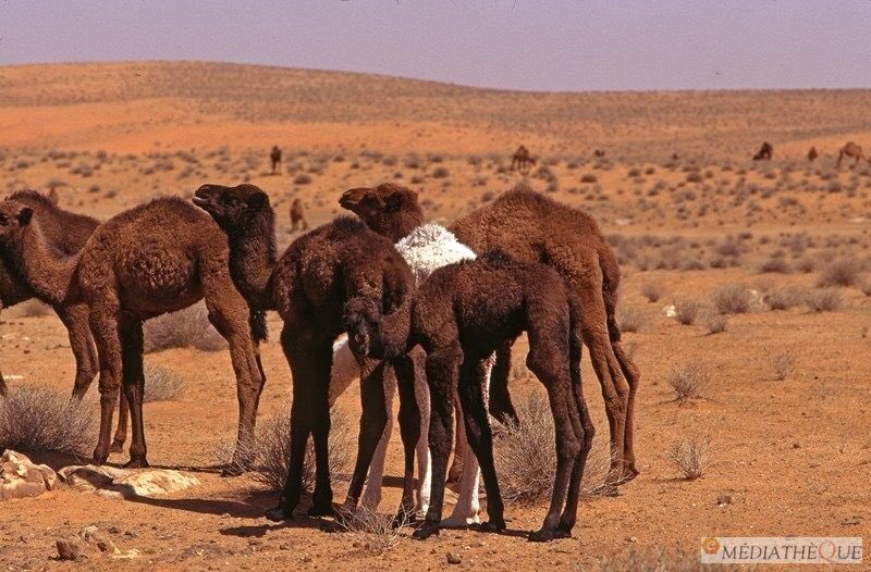 zmanjamel's tweet photo. الزلفي ، نفود الثويرات سنة ١٣٩٤هـ ، ١٩٧٤م
#الزلفي
#صور_قديمة_لزمن_جميل https://t.co/dvbP95qALo