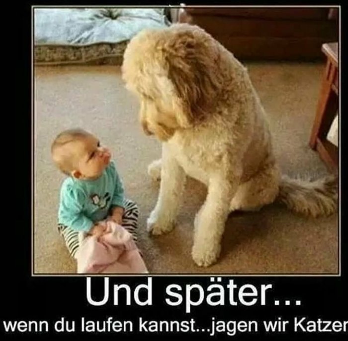 _Lachkick_'s tweet photo. Wie der Hund ein Plan mit dem Baby macht😂😂😂 https://t.co/t5hRDjP1sc