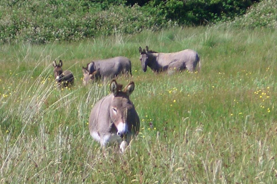 Pembs Farm B + B tweet media