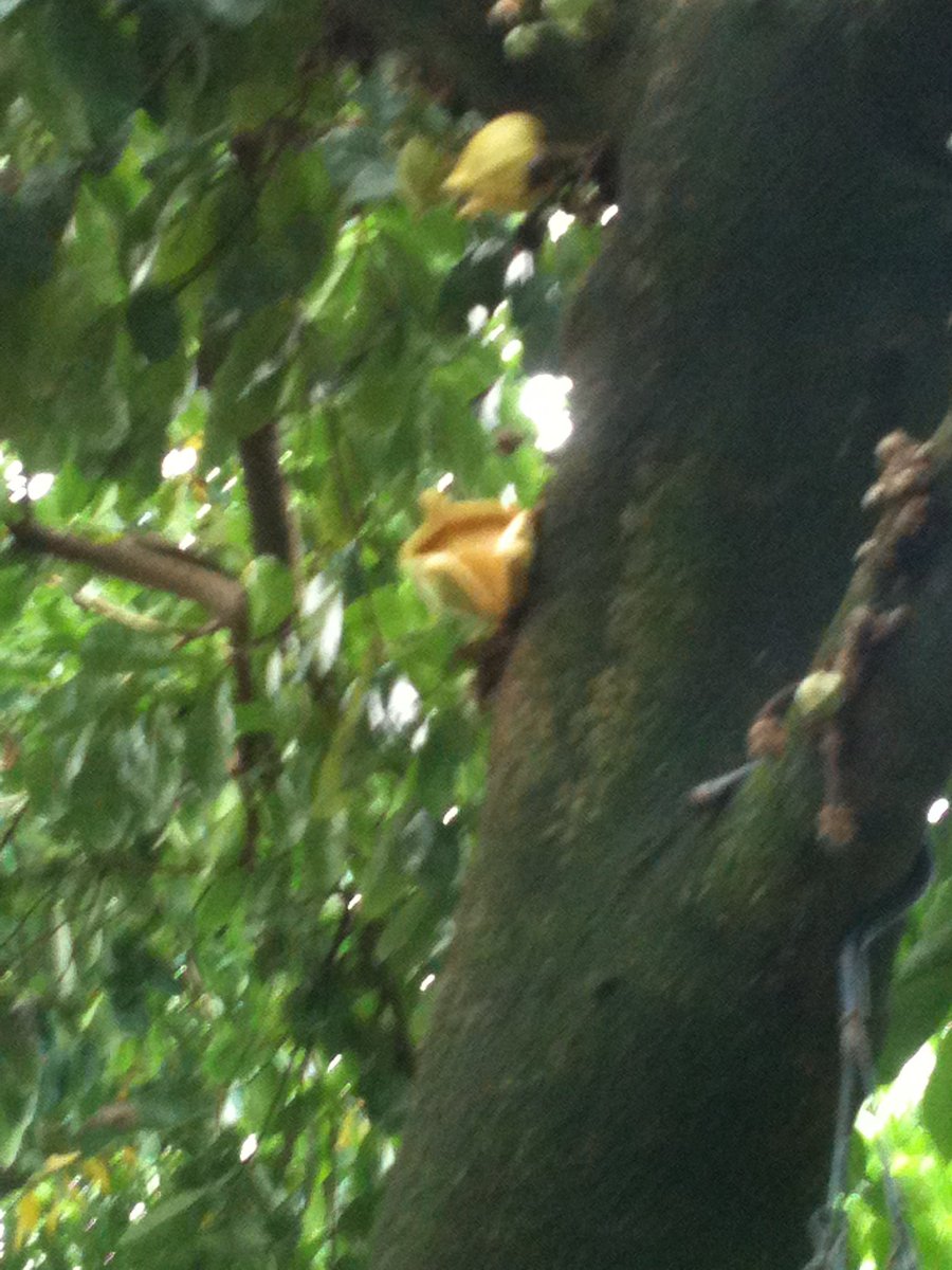 RoblingT's tweet image. Well, y'know, last week there *was* this TO-TAL E-CLIPSE OF THE SUN!...