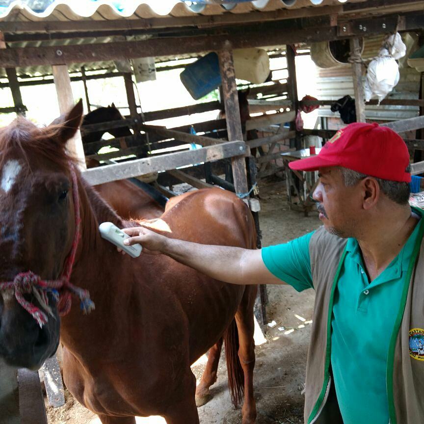 La revisión del estado de salud de los caballos cocheros es prioridad para el Distrito, por la #ProtecciónAnimal.
#PorCartagena