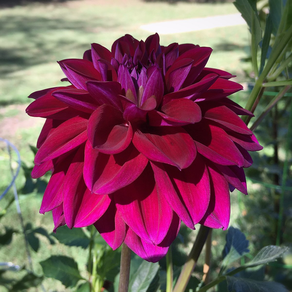 HortErotica tweet picture