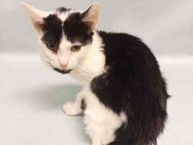 NYCDEATHROWCATS's tweet photo. ALLIE - A1122812 
 ***TO BE DESTROYED 08/29/17***  BEGINNER RATED AND  FELV POSITIVE ALLIE IS A SWEET KITTEN ... https://t.co/nv4HRtEsdN https://t.co/NSHORqpIYY