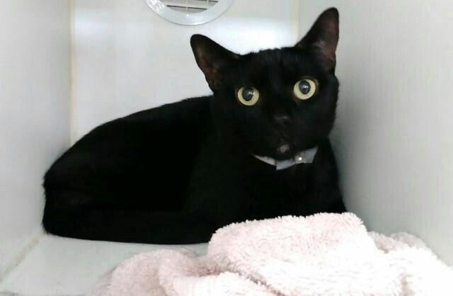 NYCDEATHROWCATS's tweet photo. MAX - A1122438 
 ***TO BE DESTROYED 08/29/17***  AVERAGE RATED SWEETHEART MAX NEEDS A RESCUE ANGEL NOW!!  A ... https://t.co/lZY7skrAqv https://t.co/5dEsWOKNRK