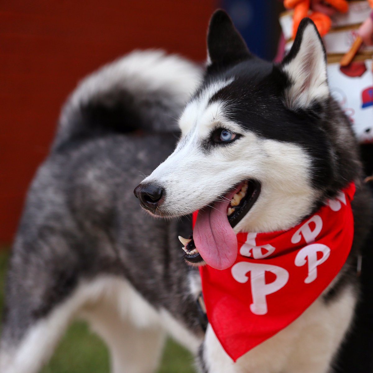 Phillies's tweet photo. We apologize in advance for the many, many photos of good dogs we're going to post tonight.

JK, we aren't even close to sorry. https://t.co/0JGzVSwvVJ