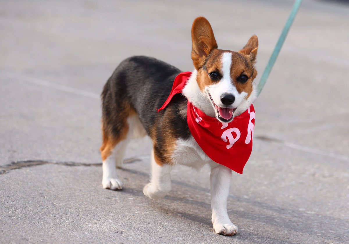 Phillies's tweet photo. We apologize in advance for the many, many photos of good dogs we're going to post tonight.

JK, we aren't even close to sorry. https://t.co/0JGzVSwvVJ