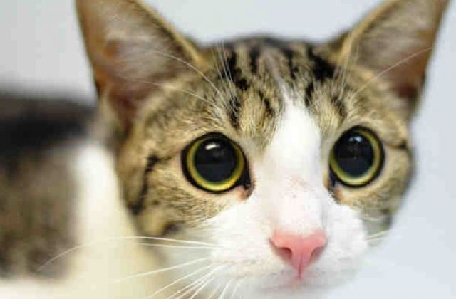 NYCDEATHROWCATS's tweet photo. CHARLIE - A1123156 
 ***TO BE DESTROYED 08/29/17 ***   LOVELY YOUNG KITTY CHARLIE NEEDS YOU TONIGHT!  CHARLIE ... https://t.co/S69Oxtjn6j https://t.co/X6MTrw6PgF
