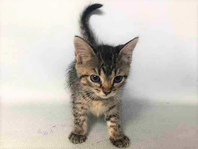 NYCDEATHROWCATS's tweet photo. CLEO - A1123066 
 ***TO BE DESTROYED 08/29/17***  TINY CLEO NEEDS A FOSTER ANGEL TONIGHT!  CLEO is on ... https://t.co/65e1v0pgCj https://t.co/566ynK8jL8
